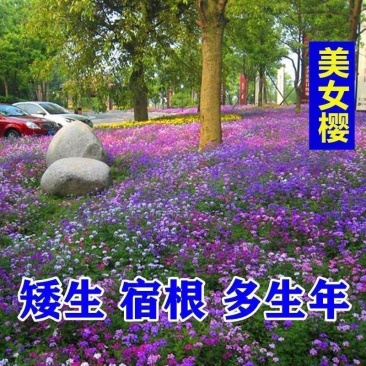 秋季花卉矮生花草美女樱种子路边多年生地被花卉宿根耐寒花种