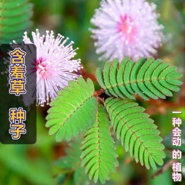 含羞草种籽害羞草感应草盆栽花阳台庭院花卉植物花卉绿植花草