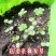 含羞草种籽害羞草感应草盆栽花阳台庭院花卉植物花卉绿植花草