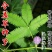 含羞草种籽害羞草感应草盆栽花阳台庭院花卉植物花卉绿植花草