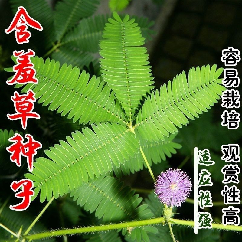 含羞草种籽害羞草感应草盆栽花阳台庭院花卉植物花卉绿植花草