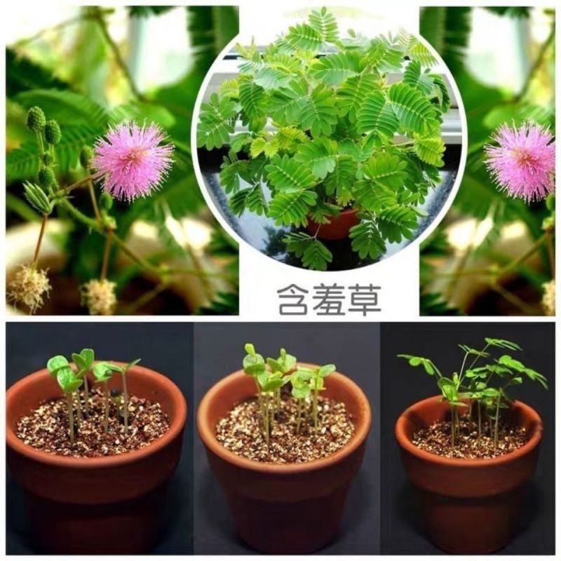 含羞草种籽害羞草感应草盆栽花阳台庭院花卉植物花卉绿植花草