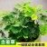 含羞草种籽害羞草感应草盆栽花阳台庭院花卉植物花卉绿植花草