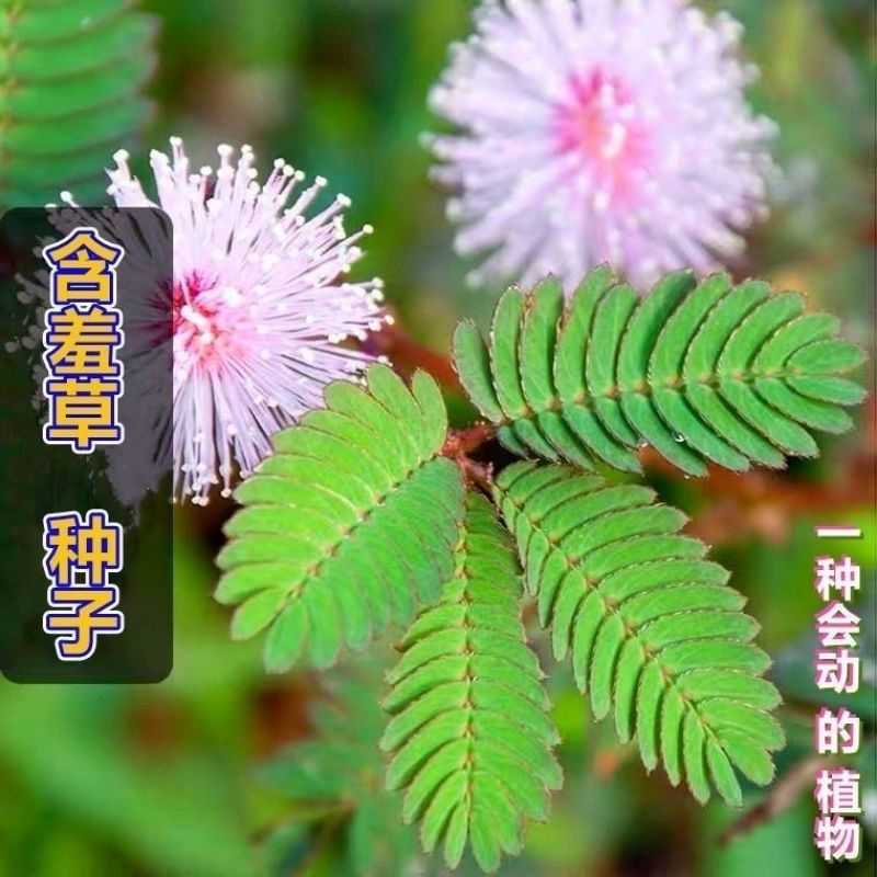含羞草种籽害羞草感应草盆栽花阳台庭院花卉植物花卉绿植花草