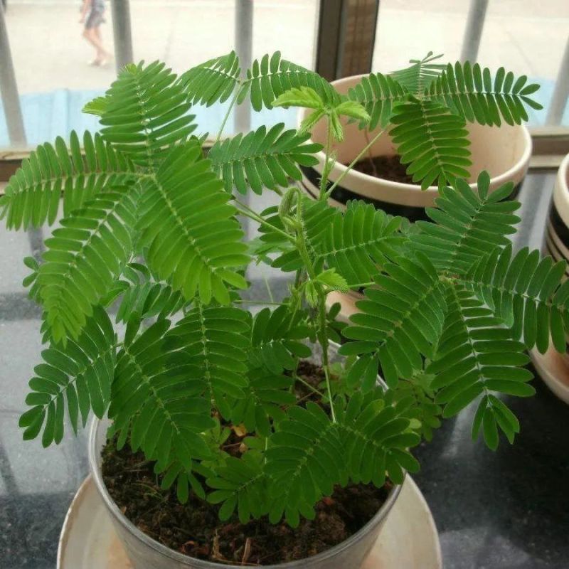含羞草种籽害羞草感应草盆栽花阳台庭院花卉植物花卉绿植花草