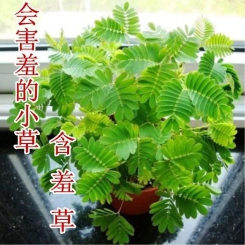 含羞草种籽害羞草感应草盆栽花阳台庭院花卉植物花卉绿植花草