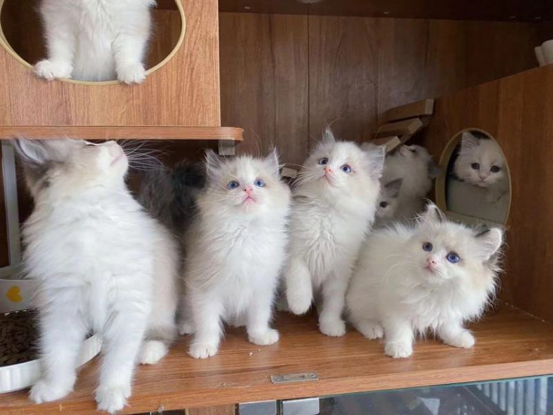 布偶猫，海双布偶蓝双布偶