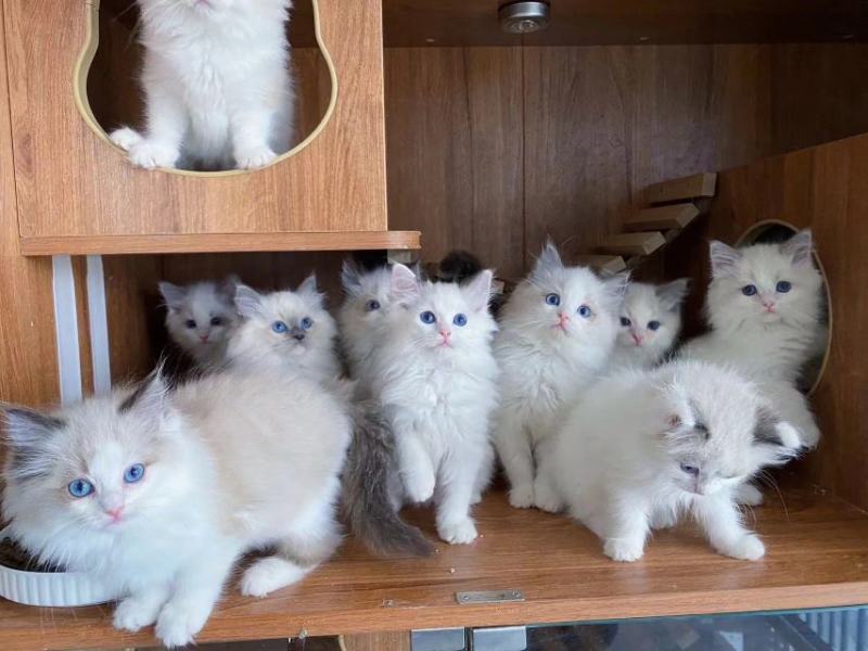 布偶猫，海双布偶蓝双布偶