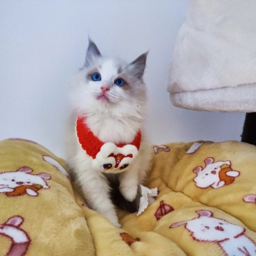 布偶猫，海双布偶蓝双布偶