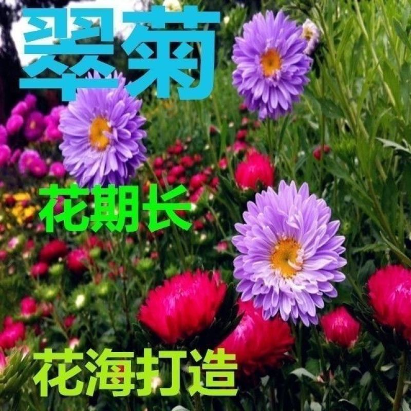 翠菊花种子景观绿化庭院草花种子阳台盆栽花卉种籽易成活四季