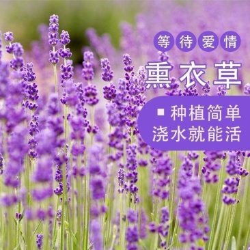 薰衣草种子花种一年四季易种易活耐热耐寒室内外庭院盆栽花种
