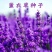 薰衣草种子花种一年四季易种易活耐热耐寒室内外庭院盆栽花种