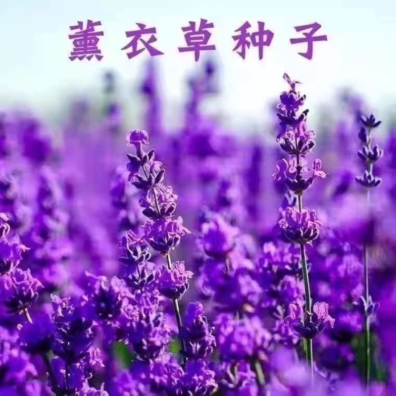 薰衣草种子花种一年四季易种易活耐热耐寒室内外庭院盆栽花种