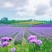 薰衣草种子花种一年四季易种易活耐热耐寒室内外庭院盆栽花种