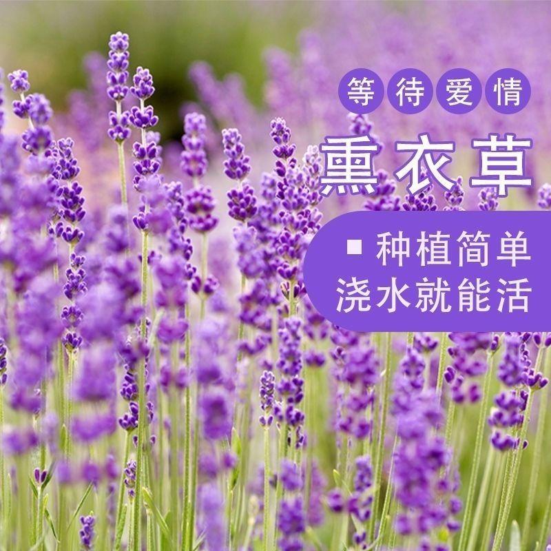 多年生薰衣草种子蓝色花草花种子易种芳香花草花籽室外花籽