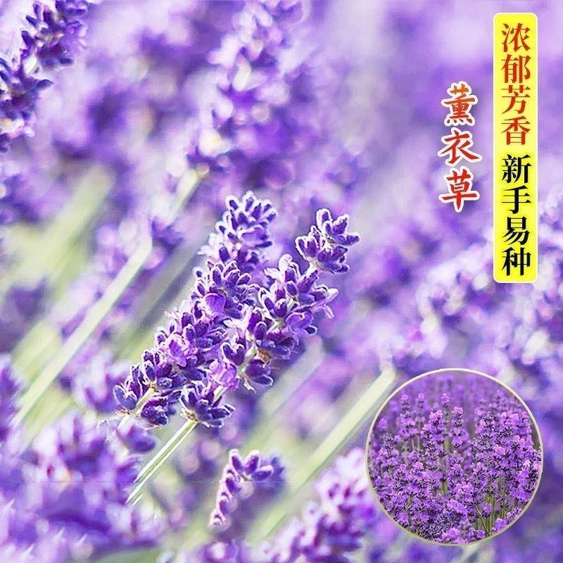 多年生薰衣草种子蓝色花草花种子易种芳香花草花籽室外花籽