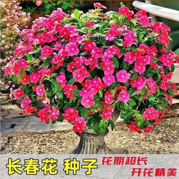 长春花种子金盏草四时春日日新雁头红花期长四季开花花卉包