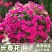 长春花种子金盏草四时春日日新雁头红花期长四季开花花卉包
