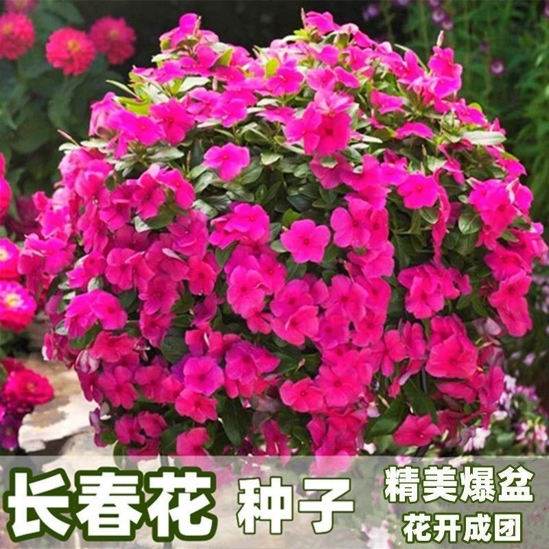 长春花种子金盏草四时春日日新雁头红花期长四季开花花卉包