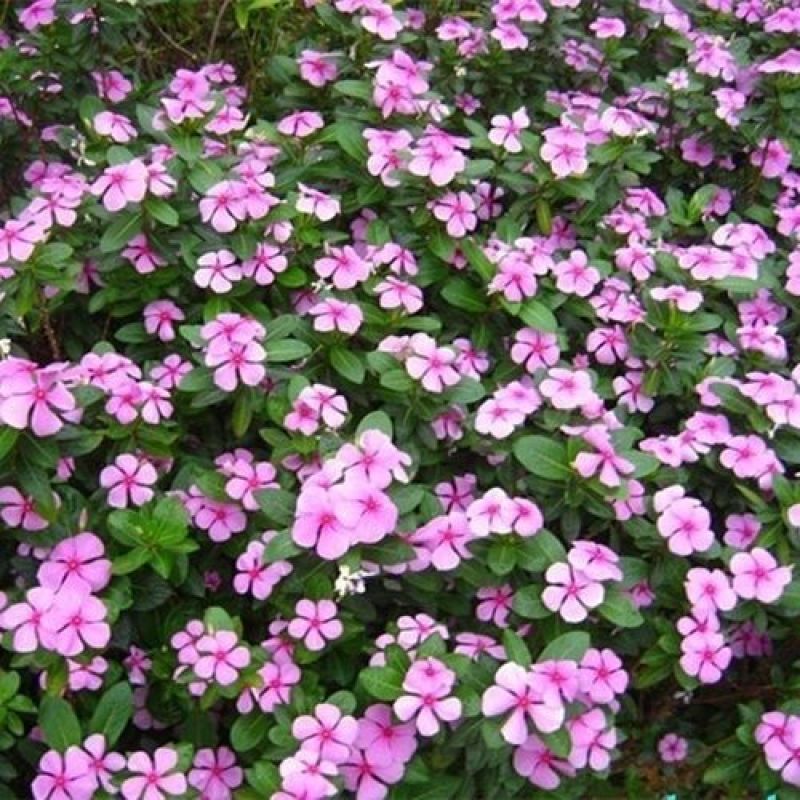 长春花种子金盏草四时春日日新雁头红花期长四季开花花卉包