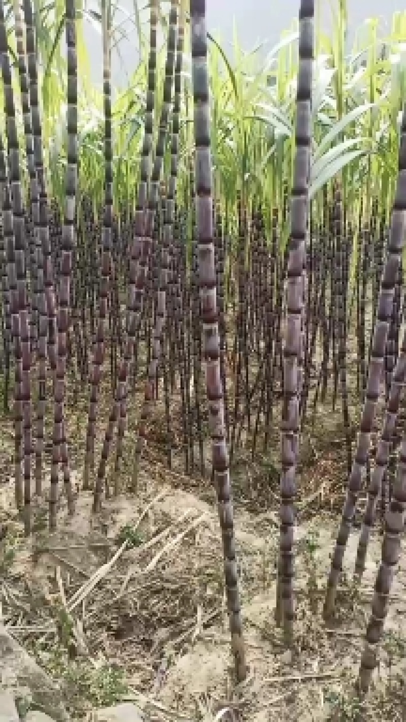贵州黑皮甘蔗