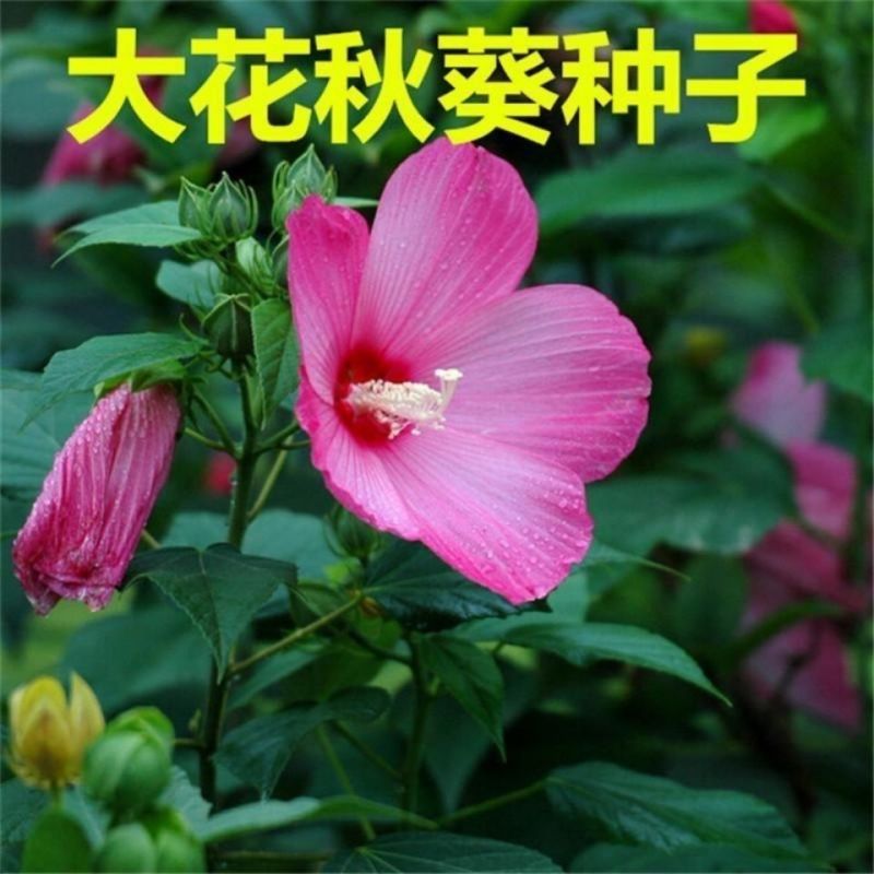 大花秋葵种子花卉种籽新采芙蓉葵草芙蓉多年生庭院花海草本花