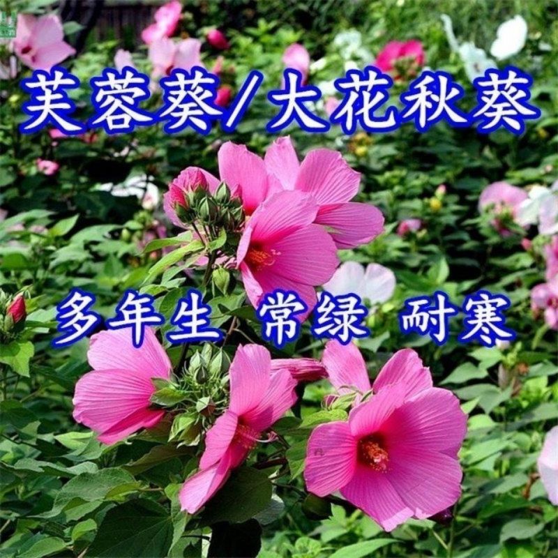 大花秋葵种子花卉种籽新采芙蓉葵草芙蓉多年生庭院花海草本花