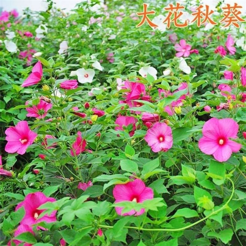 大花秋葵种子花卉种籽新采芙蓉葵草芙蓉多年生庭院花海草本花