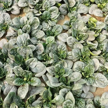 趴地菠菜叶片黑而厚实，