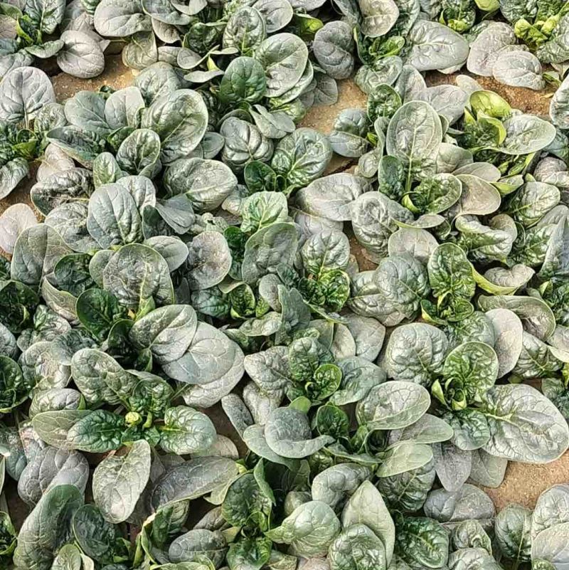 趴地菠菜叶片黑而厚实，
