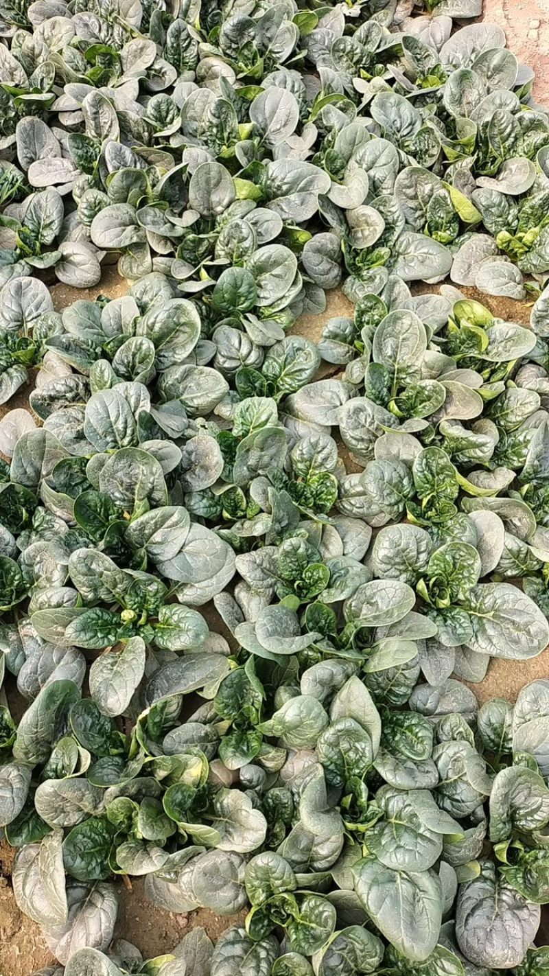 趴地菠菜叶片黑而厚实，