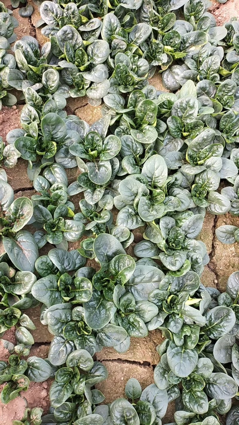 趴地菠菜叶片黑而厚实，