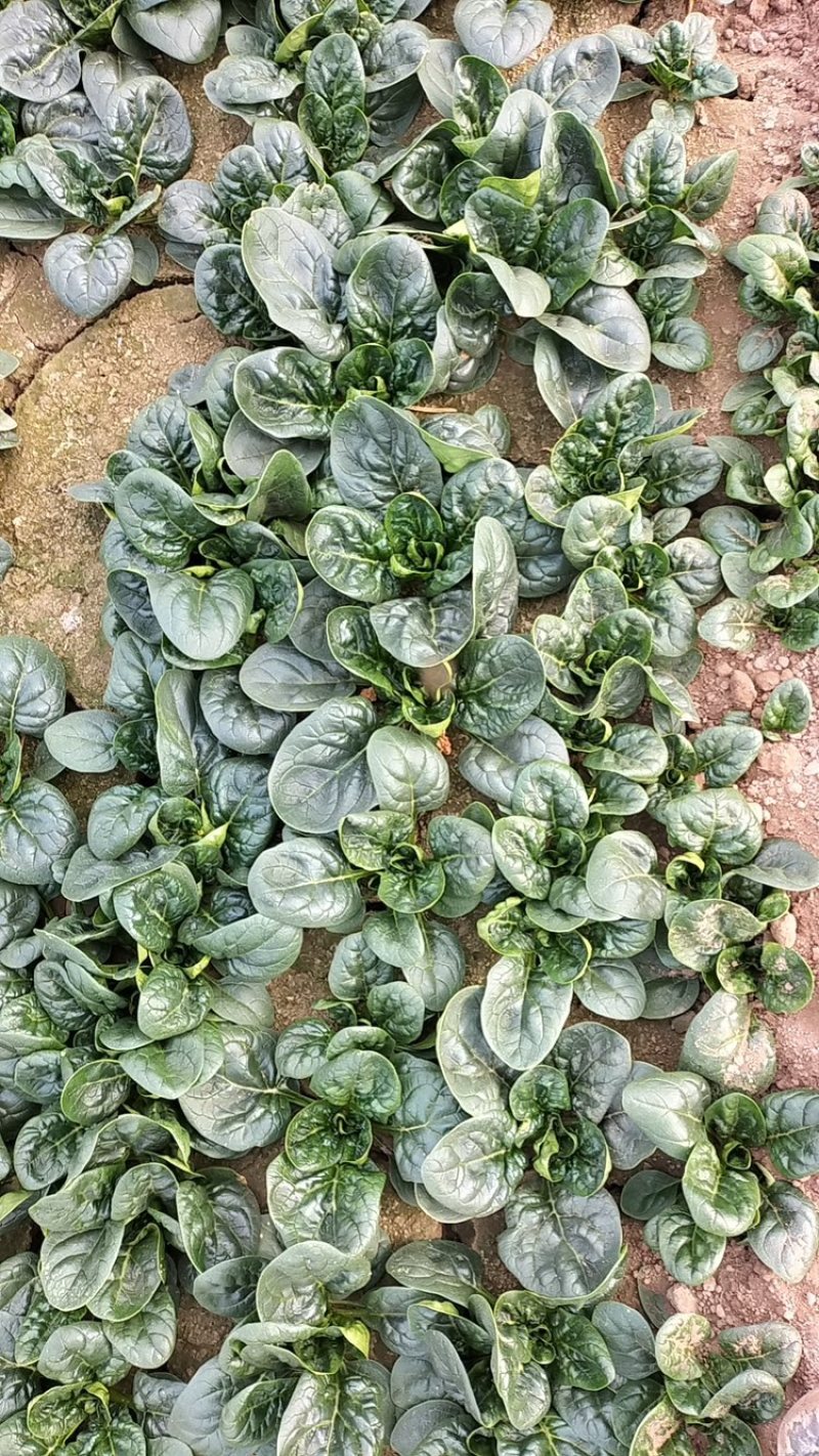 趴地菠菜叶片黑而厚实，