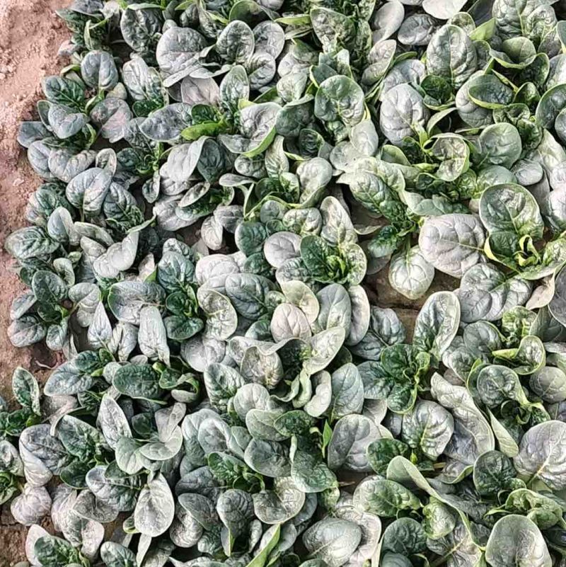 红跟矮杆趴地菠菜，精品