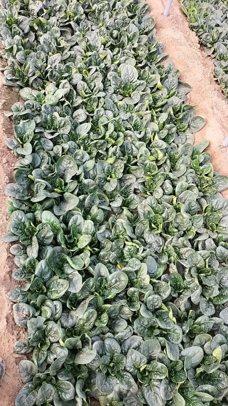 红跟矮杆趴地菠菜，精品