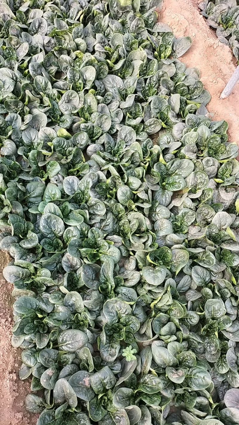 红跟矮杆趴地菠菜，精品