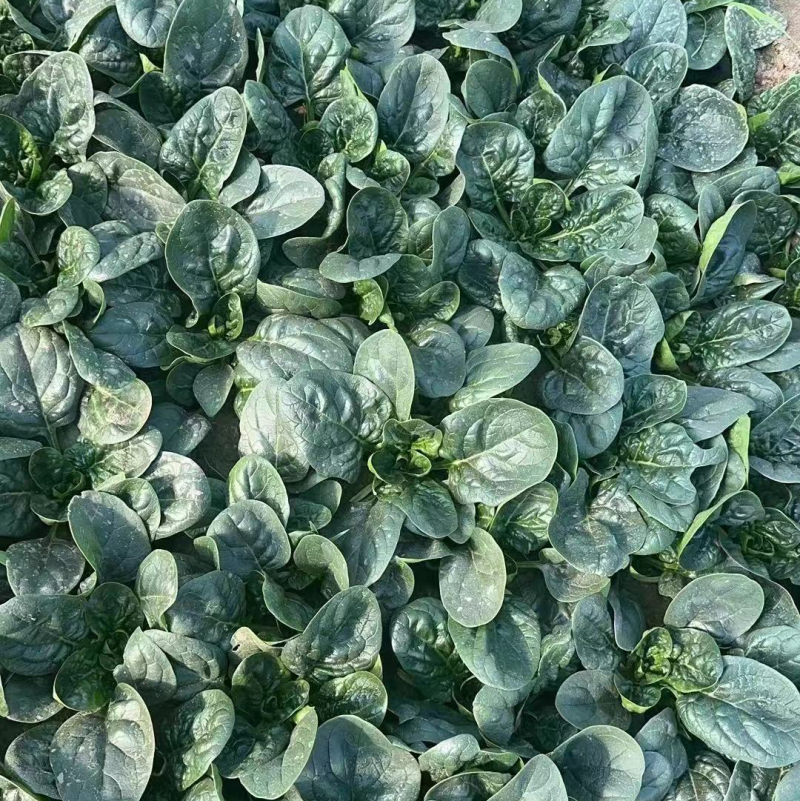 精品趴地菠菜，口感微甜，无丝