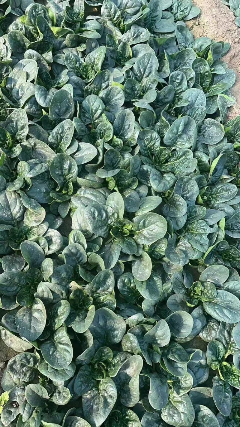精品趴地菠菜，口感微甜，无丝
