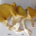 鸡油菌新货云南特产黄金菇菌菇包黄金菇菌汤包菌类干货羊肚菌