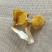 鸡油菌新货云南特产黄金菇菌菇包黄金菇菌汤包菌类干货羊肚菌