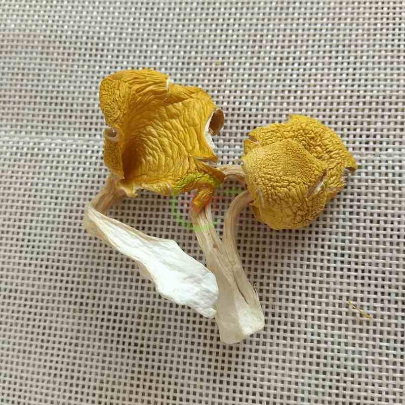 鸡油菌新货云南特产黄金菇菌菇包黄金菇菌汤包菌类干货羊肚菌