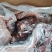 牛头肉熟牛头去骨牛头肉跑江湖赶集超市一手货源