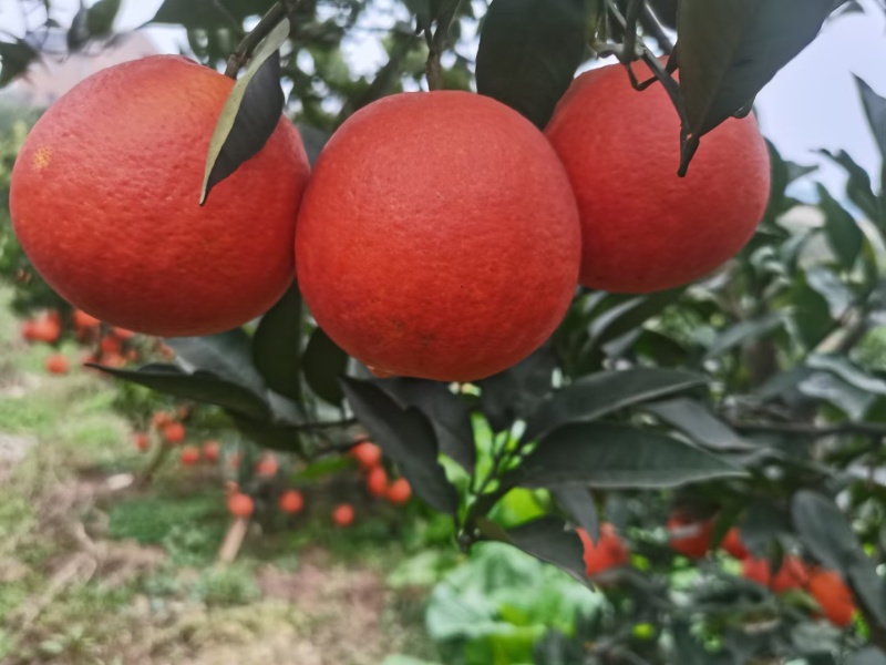九月红果冻橙，爆汁蜂蜜橙，皮薄果肉细腻。入口爽滑无无渣，