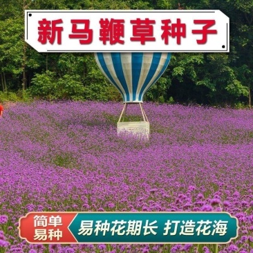散装柳叶马鞭草种子乡村旅游多年生柠檬细叶宽叶阔叶马鞭草花