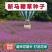 散装柳叶马鞭草种子乡村旅游多年生柠檬细叶宽叶阔叶马鞭草花