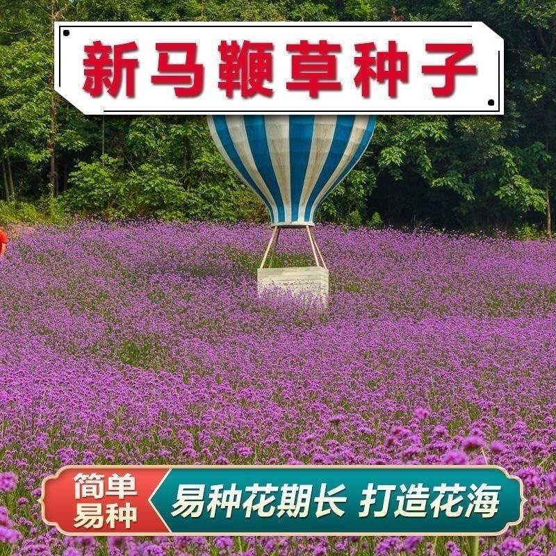 散装柳叶马鞭草种子乡村旅游多年生柠檬细叶宽叶阔叶马鞭草花