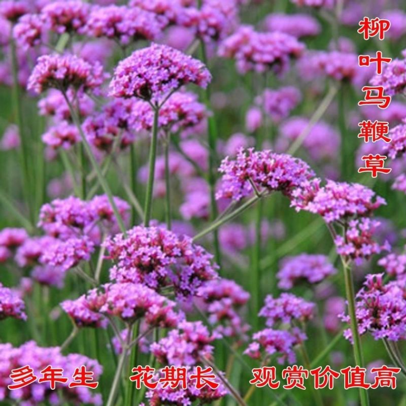 散装柳叶马鞭草种子乡村旅游多年生柠檬细叶宽叶阔叶马鞭草花
