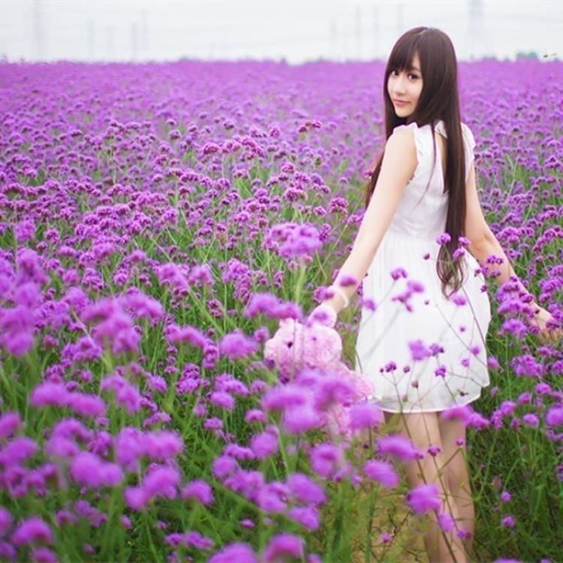 散装柳叶马鞭草种子乡村旅游多年生柠檬细叶宽叶阔叶马鞭草花
