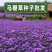 散装柳叶马鞭草种子乡村旅游多年生柠檬细叶宽叶阔叶马鞭草花