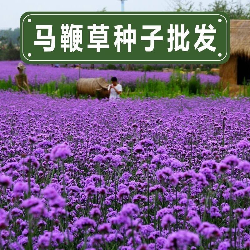 散装柳叶马鞭草种子乡村旅游多年生柠檬细叶宽叶阔叶马鞭草花